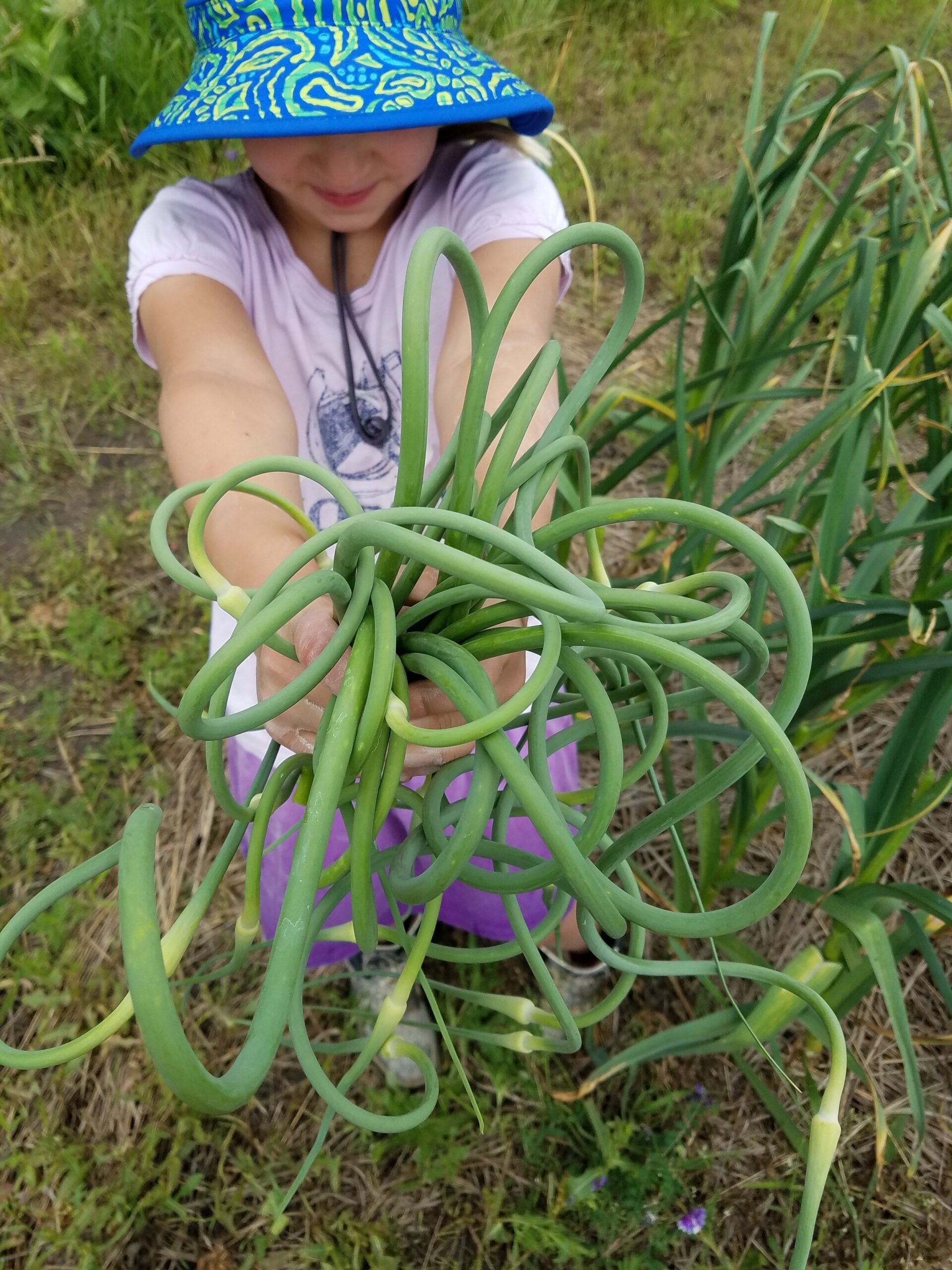 Child holding freshly harvested green garlic scapes in a garden, showcasing the curly and vibrant green stems against a backdrop of growing garlic plants.