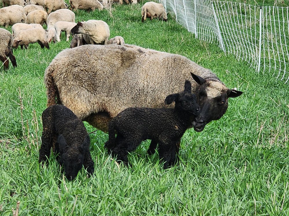 A mother sheep stands in a lush green pasture with her two black lambs, surrounded by a flock of sheep grazing in the background. The scene captures the nurturing relationship between the ewe and her young, emphasizing the pastoral setting.