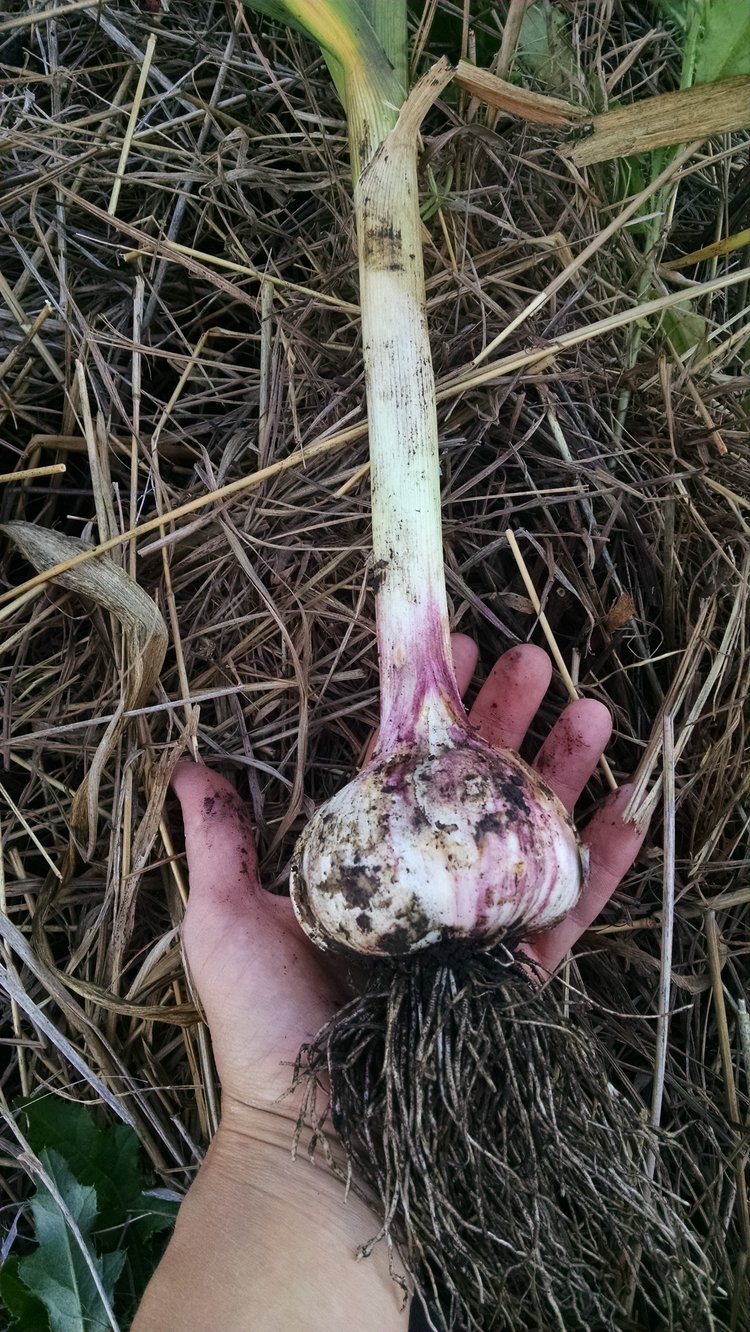 Hand holding freshly harvested garlic bulb with visible roots and soil, surrounded by straw and green leaves, perfect for recipe inspiration.