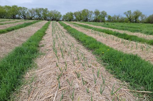 Lush green garlic plants growing in neat rows on a farm field, surrounded by straw mulch and vibrant grass under a cloudy sky.