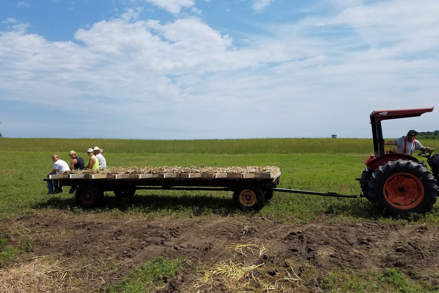Farm workers sitting on a trailer loaded with harvested crops, while a tractor pulls it across a green field under a blue sky with scattered clouds.