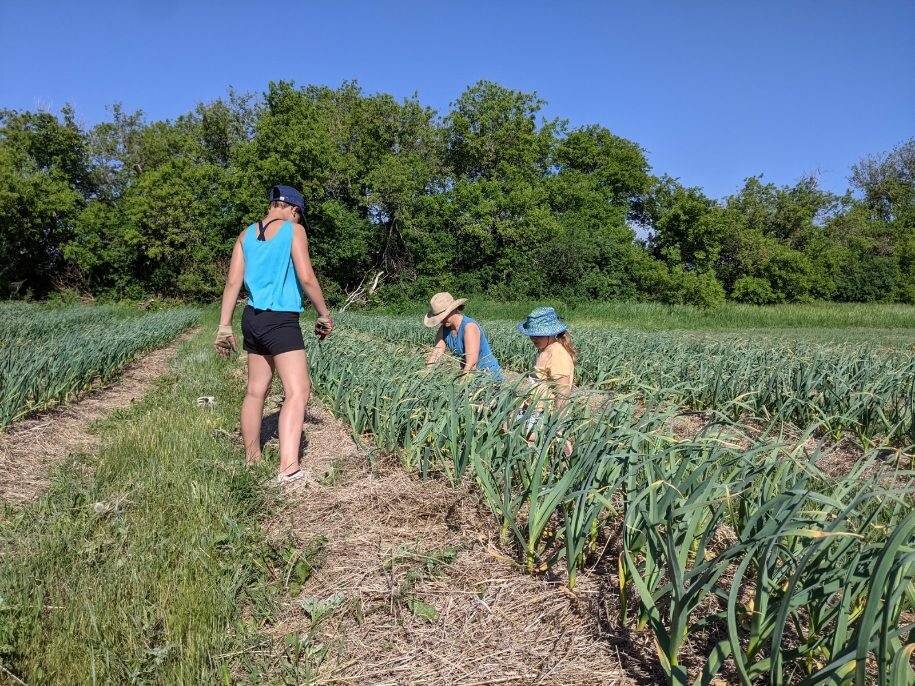 Three women working in a garlic field, tending to the plants under a clear blue sky, surrounded by lush greenery.